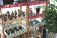 山口県周南市の花屋　花匠