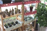 花匠